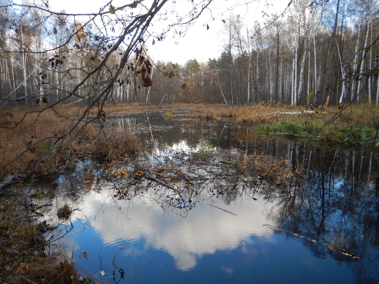 Водоёмы поймы реки Пры - фото 1